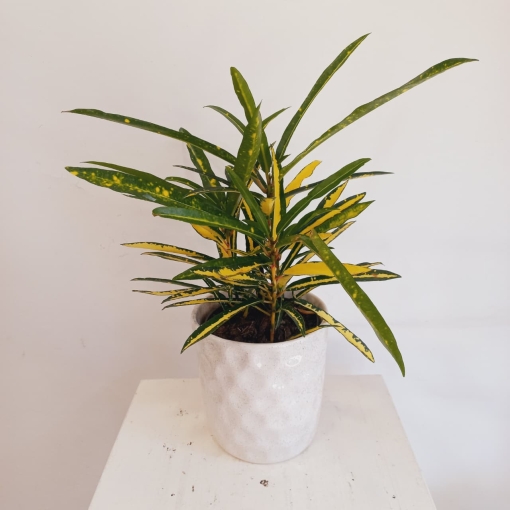 Croton Fideo - Imagen 3