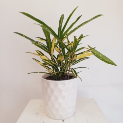 Croton Fideo