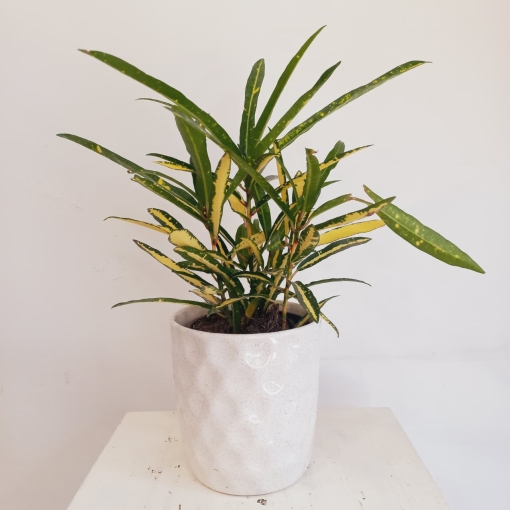 Croton Fideo