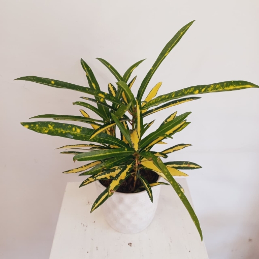 Croton Fideo - Imagen 2