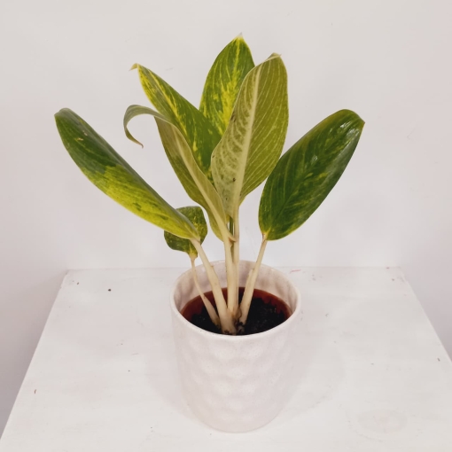 Aglaonema King of siam - Imagen 2