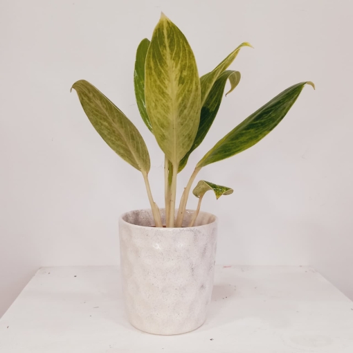 Aglaonema King of siam