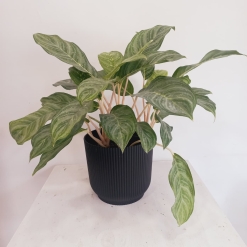 Aglaonema Costa Rica