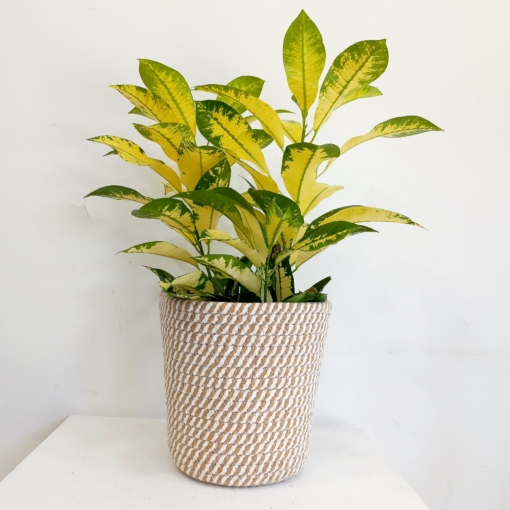 Cesto Pot beige - Imagen 2
