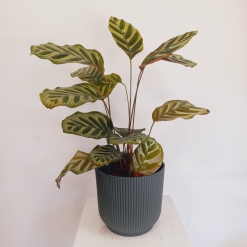 Calathea Makoyana