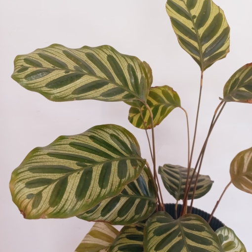 Calathea Makoyana - Imagen 2