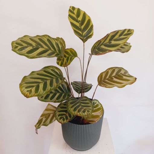 Calathea Makoyana - Imagen 3
