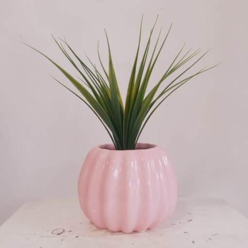 Aduki Rosa