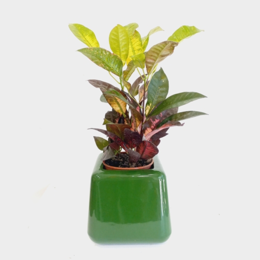 Croton Monalisa de color