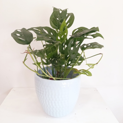 Monstera Adansonii