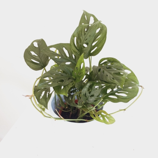 Monstera Adansonii - Imagen 2