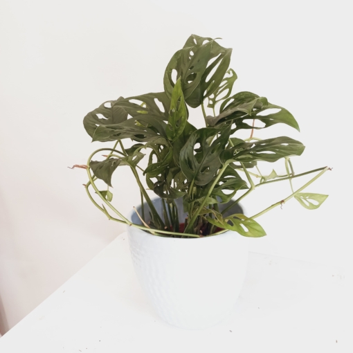 Monstera Adansonii - Imagen 3