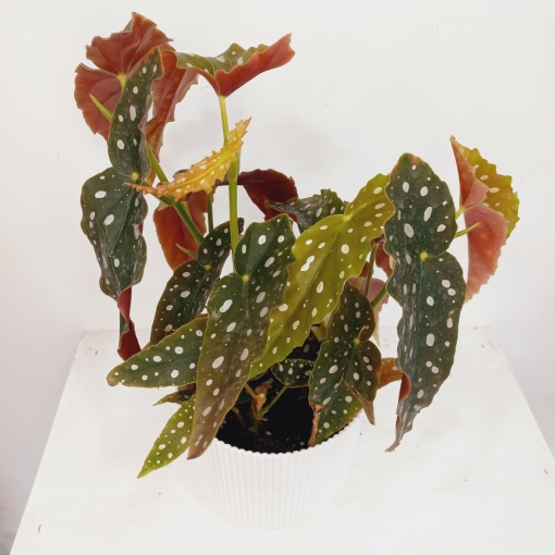 Begonia Maculata - Imagen 2