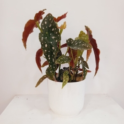 Begonia Maculata