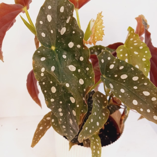 Begonia Maculata - Imagen 3