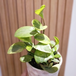 Peperomia Variegada
