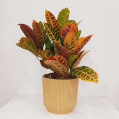Croton Petra Ramificado