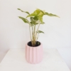 Syngonium Albo Variegata