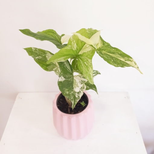 Syngonium Albo Variegata - Imagen 2