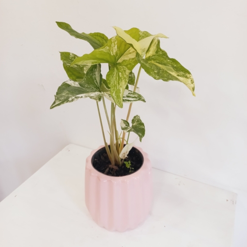 Syngonium Albo Variegata - Imagen 3
