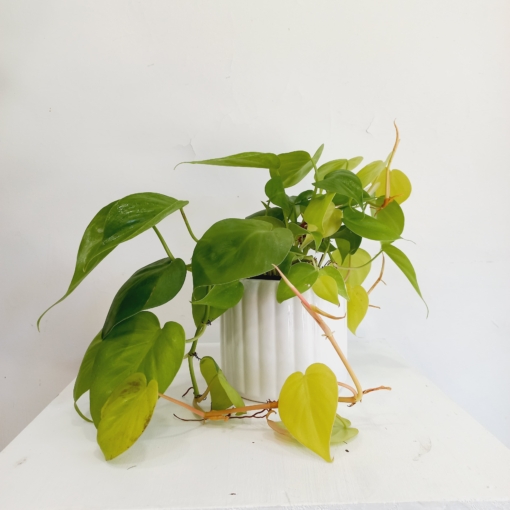 Cordatum Lemon