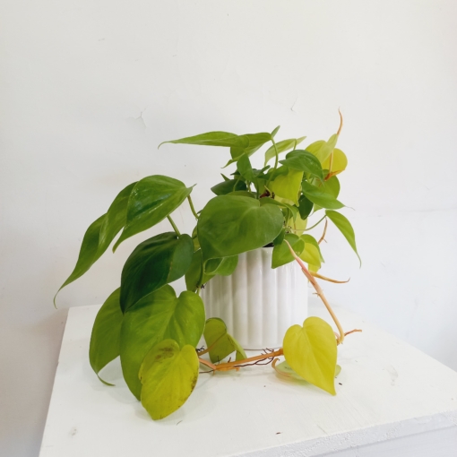 Cordatum Lemon - Imagen 3
