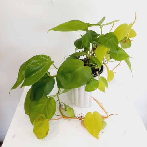 Cordatum Lemon - Imagen 2
