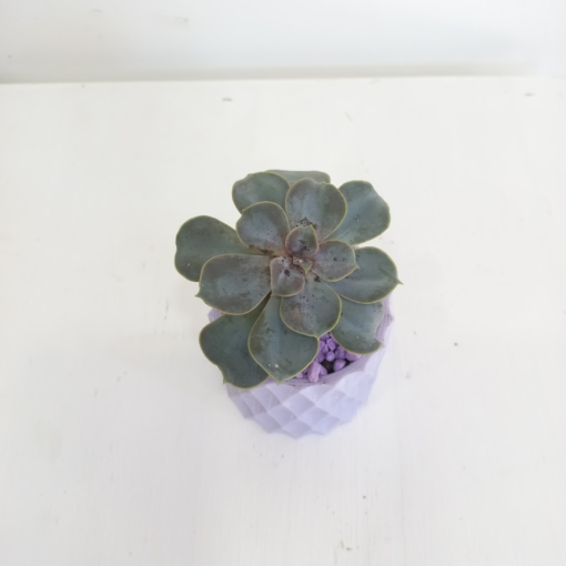 Suculenta en maceta relieve - Imagen 3