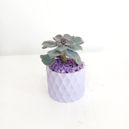 Suculenta en maceta relieve