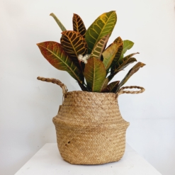 Cesto Seagrass chico