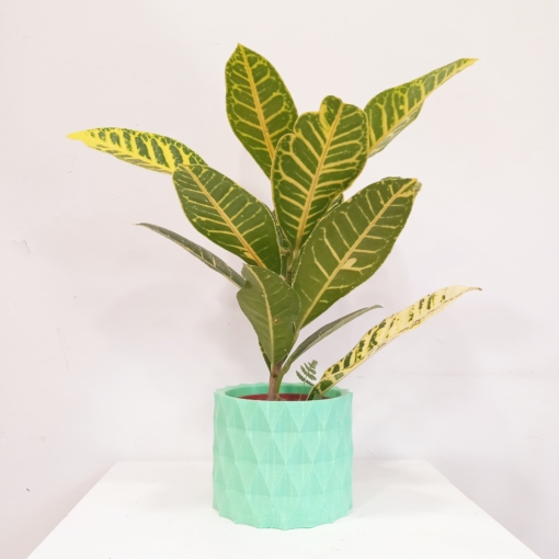 Maceta Relieve verde