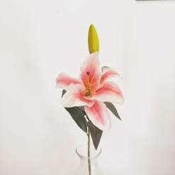 Lilium Perfumado