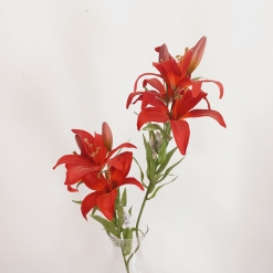 Lilium común