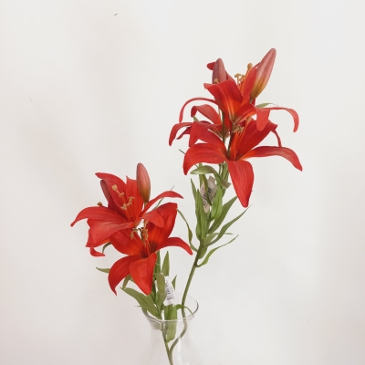 Lilium común