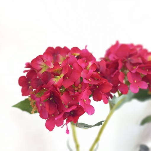 Hortensia - Imagen 2