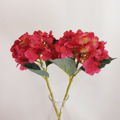 Hortensia