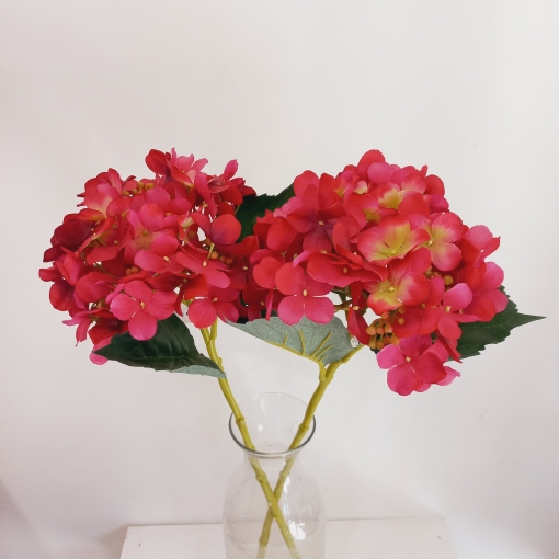 Hortensia - Imagen 3