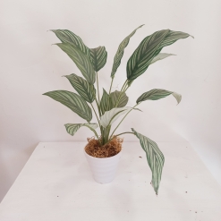 Planta Mariana