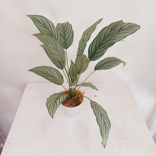 Planta Mariana - Imagen 2