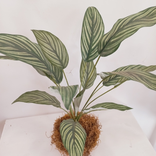 Planta Kokedama - Imagen 2