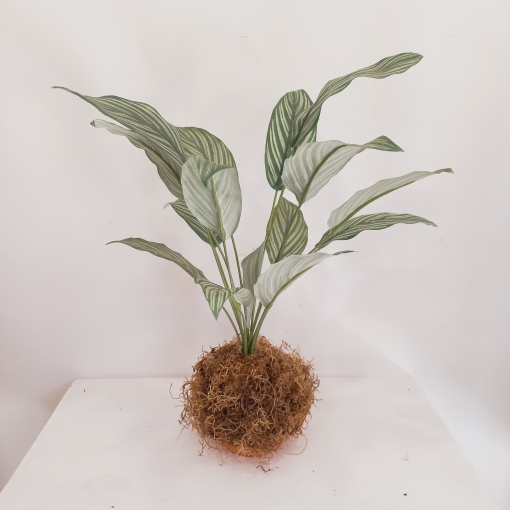 Planta Kokedama - Imagen 3
