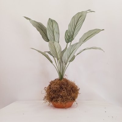 Planta Kokedama