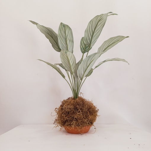Planta Kokedama