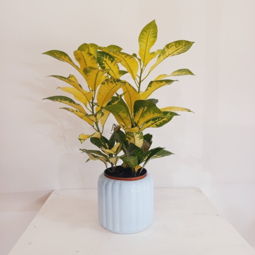 Croton Monalisa