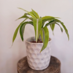 Dracena Lemon