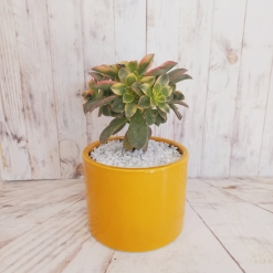 Suculenta + Maceta cilindro