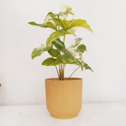 Maceta Milan Nº 16