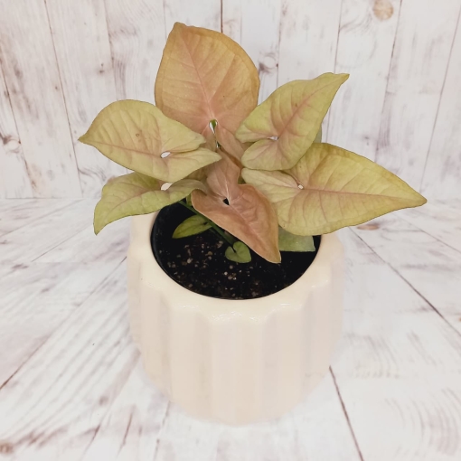 Syngonium rosado - Imagen 2