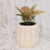 Syngonium rosado