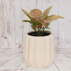 Syngonium rosado
